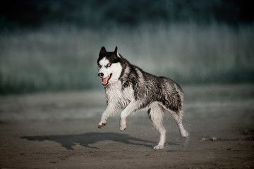  run husky dog on the beach