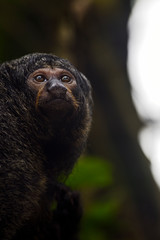 Wall Mural - guianan saki - pithecia pithecia, beautiful rare shy primate from south american tropical forests, b