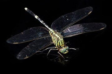 dragonfly macro isolated on black background