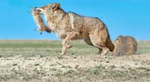 Coyote With Prey