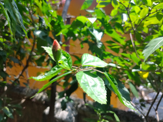 A new born flower with leafs are enjoying in sunshine and taking breath