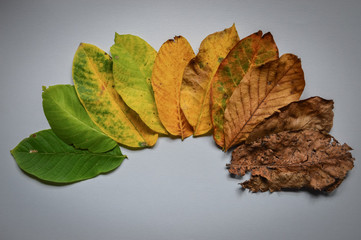 Autumn colors of walnut leaves ordered by shades closeup