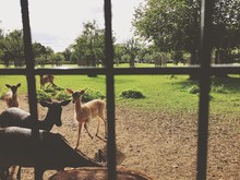 Deer Seen Through Metallic Fence At Zoo