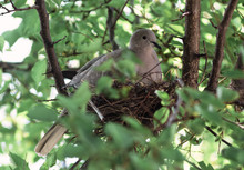 A Wild Pigeon Is Sitting In A Nest. The Bird Is Sitting On The Eggs.