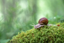 Snail On The Moss Vintage Lens Rendering