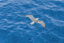 One Big Free White Flying Seagull On Blue Sea