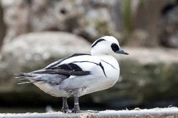 Smew (Mergellus albellus).