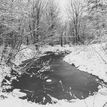 Frozen River By Bare Trees