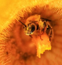 Extreme Close-up Of Bee Pollinating On Flower