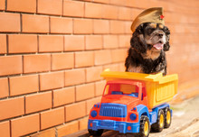 The Cocker Spaniel Dog Is Dressed In A Military Cap, Sitting In A Large Toy Truck Against A Brick Wall.