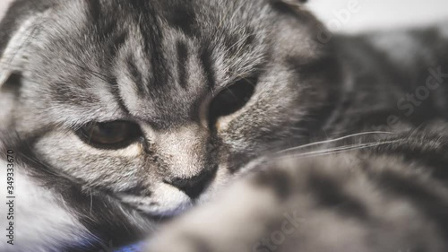 Cuadros en Lienzo healthy cat plays paw in the camera lens