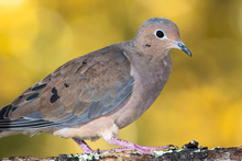 Mourning Dove Perched On An Autumn Branch