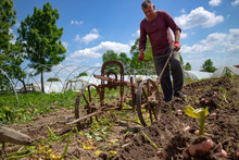 Farm Workers Harvesting Potatoes. Fresh Organic Potatoes In The Field. Old Fashioned Method Of Harvesting Potatoes From Soil In Rural Household With Handheld Plow On Wheels Called Kolecke.