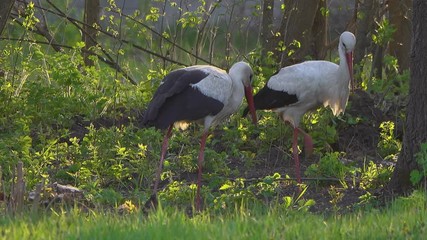 pair of storks looking for food in a meadow in the evening sunlight.