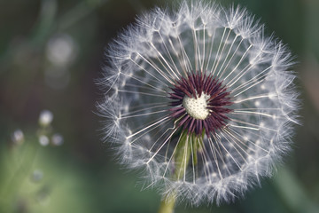 Dandelion abstract background. Beautiful white fluffy dandelions, dandelion seeds in sunlight. Blurred natural green spring background, macro, selective focus, close up