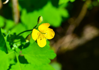 Yellow celandine flowers in the garden in summer