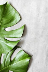 Monstera leaf on grey concrete background. View from above. Monstera background.