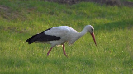 Stork looking for food in a meadow in the evening sunlight.