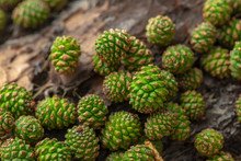 
These Are Green Pine Cones.