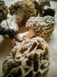 The first spring Morel mushrooms. Edible mushroom, nutritious and delicious mushroom