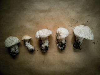 Wall Mural - Close-up of pine mushrooms on a dark background . Edible and delicious mushrooms