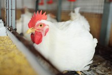 Growing Broiler Chickens. Huge Broiler Rooster Close-up Sitting In A Cage And Eating Feed On The Background Of A Poultry Farm.