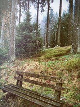 Wooden Bench In Forest On Rainy Day