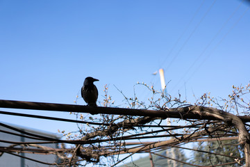 Big crow sits on a tree