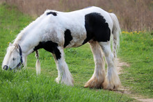 Clydesdale Horse Grazing On A Green Pasture And Eating Fresh Grass, Selective Focus. Rural Landscape In Spring