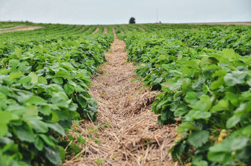 Wall Mural - Plantation of organic strawberry grown in long rows on the farm.