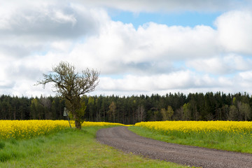 Golden yellow farming field with spring agriculture plant Rape on the island of Gotland, Sweden