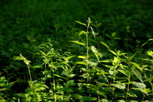 nettle dioecious in the light of the sun in the forest