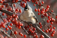 Tufted Titmouse (Baseolophus Bicolor) In Crabapple Tree;   Maryland