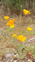 Yellow Flowers On Field