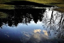 Reflection Of Trees On Puddle In Field