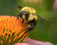 Common Eastern Bumble Bee Eating Nectar And Pollen From Coneflower. Concept Of Pollinator And Nature Conservation, Backyard Flower Garden