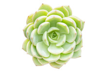 Top View Of Echeveria Elegans Succulent Plant Isolated On White Background With Clipping Path Inside.
