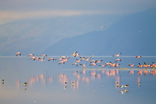 Flock Of Pink Flamingos From Lake Manyara, Tanzania