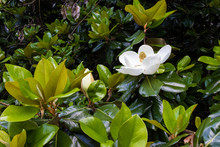 A Large, Creamy White Southern Magnolia Flower Is Surrounded By Glossy Green Leaves Of A Tree. White Petal Close Up