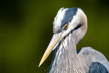 A Closeup Of A Great Blue Heron Face.   Vancouver BC Canada

