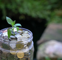 Plant gowing in pot of money or savings coins. Business growth or investment concept.