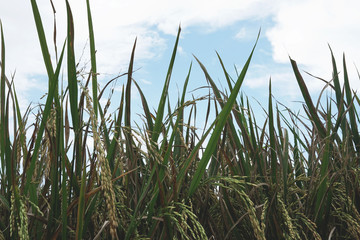 Rice plants grass in field with blue sky in the background