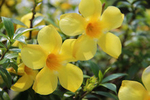 Close-up Of Yellow Trumpet Flowers Blooming Outdoors