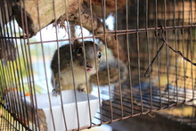 The Lovely Little Squirrel In A Cage