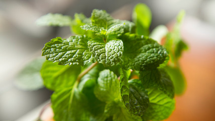 close up of fresh mint leaves