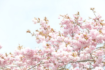 Canvas Print - 桜の花