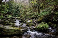 Stream Flowing In Forest