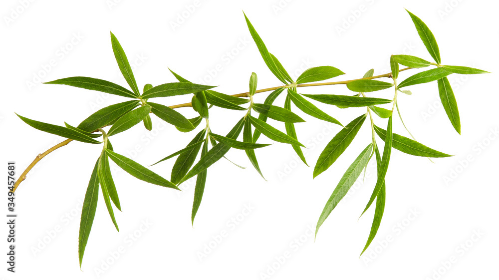 Willow tree green fresh leaves on branch isolated on white background - obrazy, fototapety, plakaty 