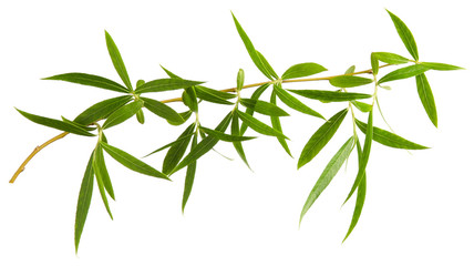 willow tree green fresh leaves on branch isolated on white background