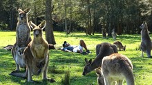 Man Lying By Kangaroos On Grassy Field